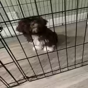 lost female dog lady