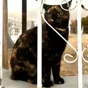 lost female cat stickers
