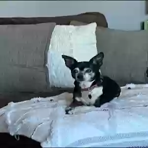 lost female dog susie