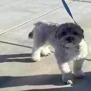 lost male dog ares