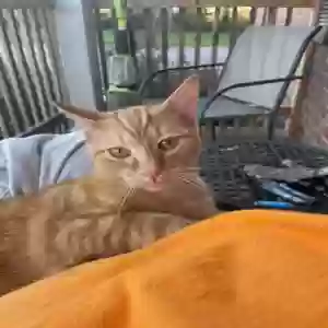 lost male cat sam