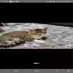 lost male cat unknown
