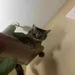 lost female cat kittens
