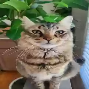 lost male cat unknown