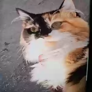 lost female cat bella nova