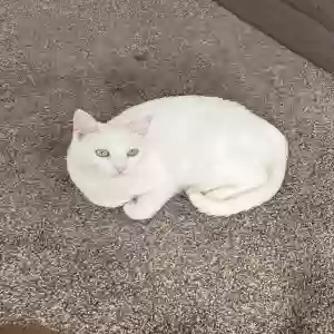 lost female cat paloma