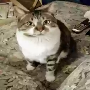 lost female cat kitty bob