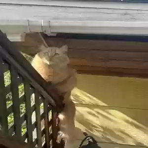 lost male cat robert