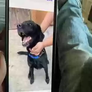 lost female dog bomb aka turd