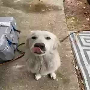 found female dog unknown