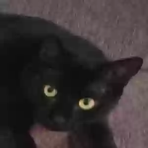 lost male cat elijah