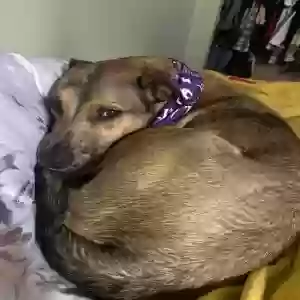 lost male dog nico