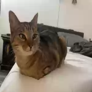 lost female cat biscuit