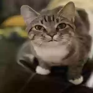 lost male cat carti