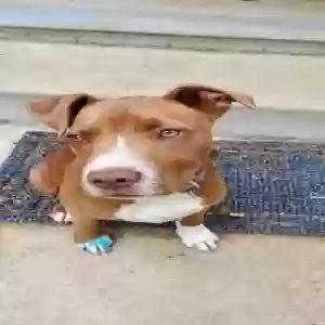 lost male dog cletus