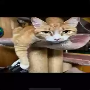 lost male cat unknown