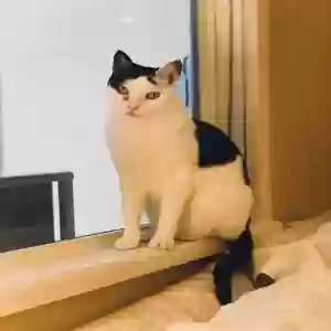 lost male cat mikko