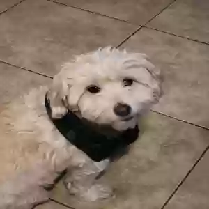 lost female dog snow