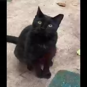 found male cat unknown