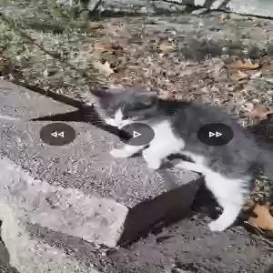 found unknown cat unknown