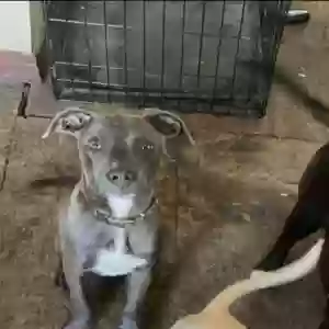 lost male dog killa
