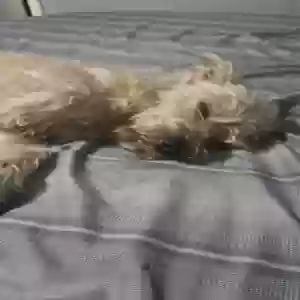 lost male dog groot