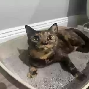 lost female cat nala