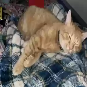 lost male cat mango