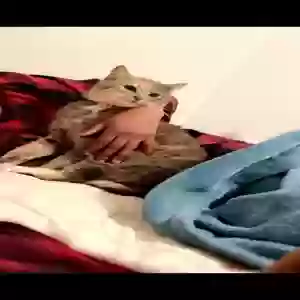 lost female cat flicker