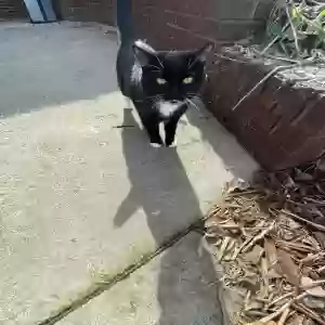 lost female cat boots