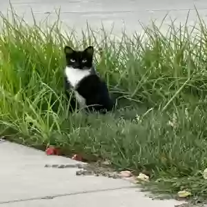 lost male cat joey
