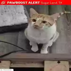 lost male cat senior pounce