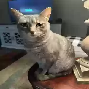 lost female cat yara