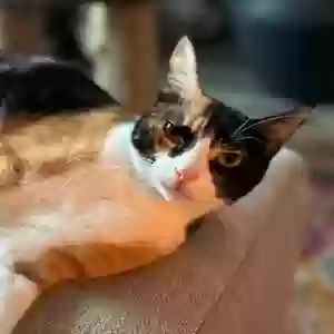 lost female cat kit kat