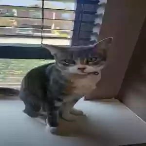 lost female cat mimi