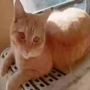 lost male cat georgie