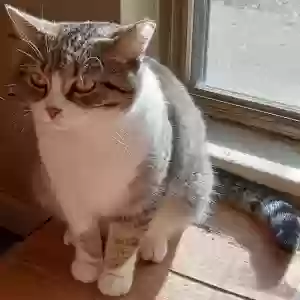 lost female cat miss buttons