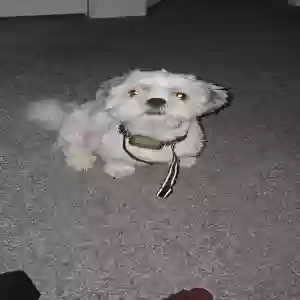 lost male dog bentley