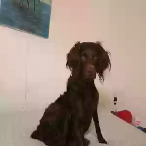 lost female dog bonnie