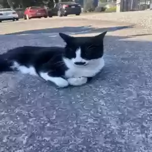 lost male cat baxter