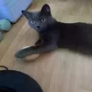 lost male cat gorou