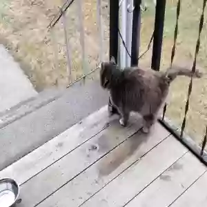 lost unknown cat mooche