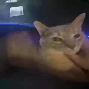 lost male cat eggs
