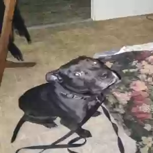 lost male dog onyx