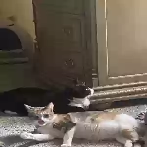 lost female cat chloe