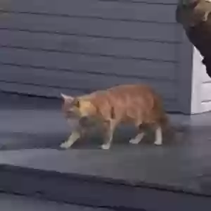 lost male cat trouble bubble