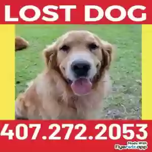 lost male dog dexter