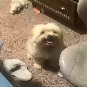 lost male dog unknown