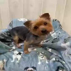 lost male dog chewbacca