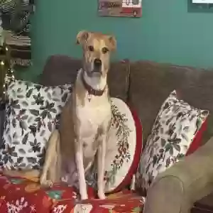lost female dog lilly